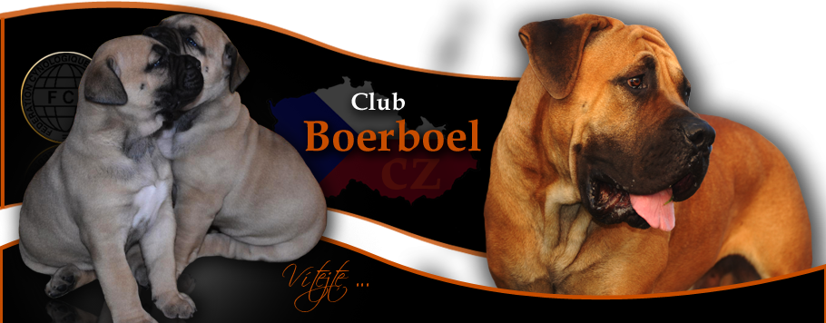 Vítejte na oficiálních stránkách chovatelského klubu boerboelů